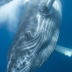 Humpback whale. Photo by Bryant Austin.